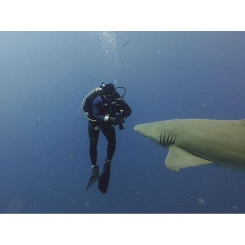 Shark Dives